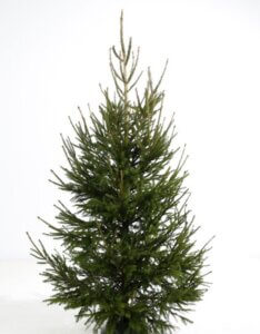 Épicéa commun – Picea abies. -Coupé 175/200 cm