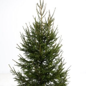 Épicéa commun – Picea abies. -Coupé 175/200 cm