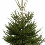 Épicéa commun – Picea abies - Pot 125 cm