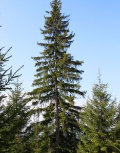 Épicéa commun – Picea abies - Arbre adulte