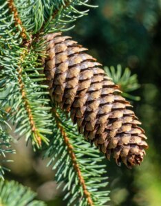 Épicéa commun – Picea abies - Cône