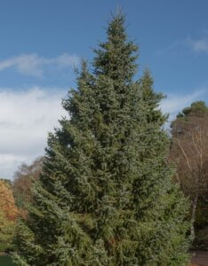 Epicéa de Serbie - Picea omorika - Vue d'ensemble