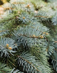 Epicéa de Serbie - Picea omorika - Feuillage