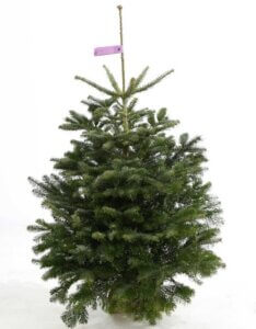 Sapin de Nordmann - Abies nordmanniana - Coupé 125 cm