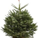 Sapin de Nordmann - Abies nordmanniana - Pot 100 cm