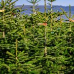 Sapin de Nordmann - Abies nordmanniana