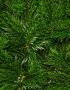 Sapin de Nordmann - Abies nordmanniana - Aiguilles