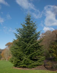 Sapin de Nordmann - Abies nordmanniana - Vue d'ensemble