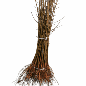 Pyrus Pyrodwarf ® - Porte-greffe de poirier nanifiant