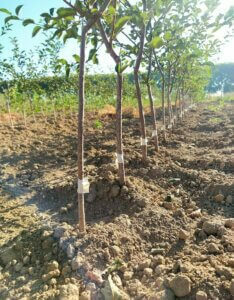 Prunus GiSelA®5 - Porte-greffe de cerisier nanifiant