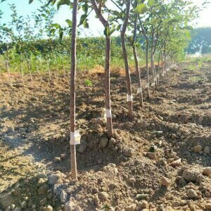 Prunus GiSelA®5 - Porte-greffe de cerisier nanifiant