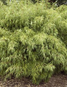 Bambous non traçants