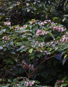 Clerodendrum trichotomum - Clerodendron
