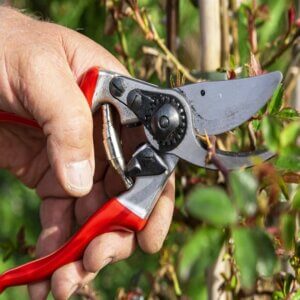 FELCO-9 Sécateur pour gauchers