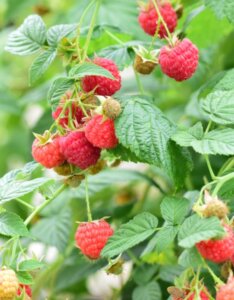 Framboisiers