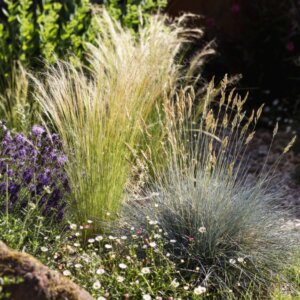 Graminées ornementales