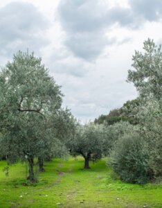 Oliviers, figuiers et autres