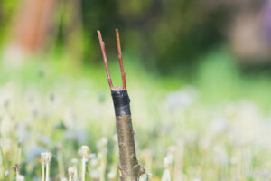 greffe en couronne sur un porte greffe de pommier