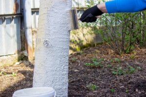étalage de chaux sur le tronc de l'arbre pour le protéger