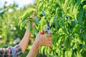 Taille de jeune branche d'un pecher avec un secateur