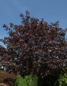 Acer platanoides Crimson Sentry