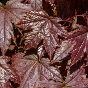 Acer platanoides Crimson Sentry