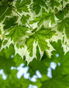 Acer platanoides Drummondii