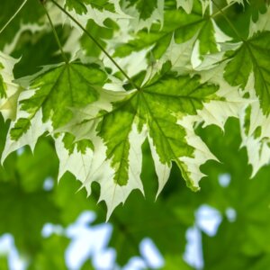 Acer platanoides Drummondii
