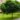 Acer-platanoides-Globosum-83930-1
