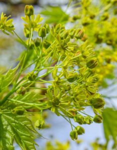 Acer-platanoides-Globosum
