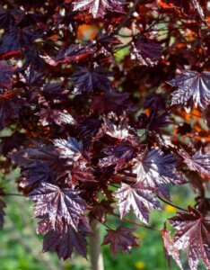 Acer platanoides Royal Red