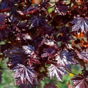 Acer platanoides Royal Red