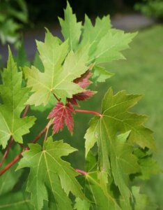 Acer-saccharinum