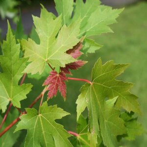 Acer-saccharinum