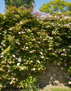 Actinidia kolomikta sur un mur
