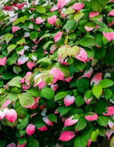 Actinidia kolomikta feuille