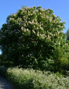 Aesculus hippocastanum - Marronnier d’Inde