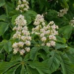 Aesculus hippocastanum - Marronnier d’Inde