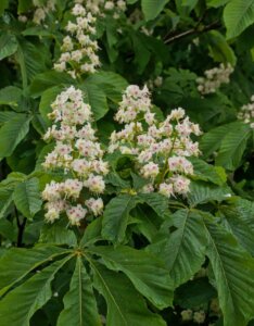 Aesculus hippocastanum - Marronnier d’Inde