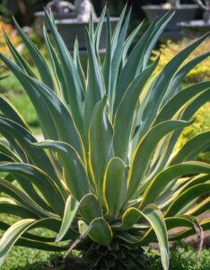 Agave