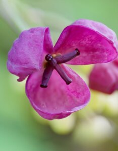 Akebia quinata fleurs