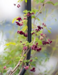 Akebia quinata - Akébie à cinq feuilles