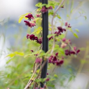 Akebia quinata - Akébie à cinq feuilles