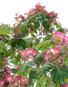 Albizia julibrissin 'Ombrella'