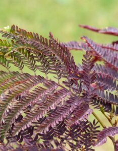 Albizia julibrissin 'Summer Chocolate'