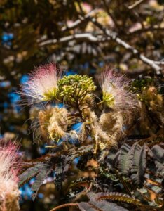 Albizia julibrissin 'Summer Chocolate'