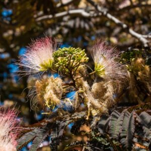 Albizia julibrissin 'Summer Chocolate'
