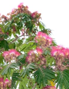 Albizia