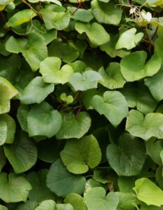 Aristolochia macrophylla