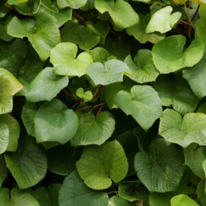 Aristolochia macrophylla